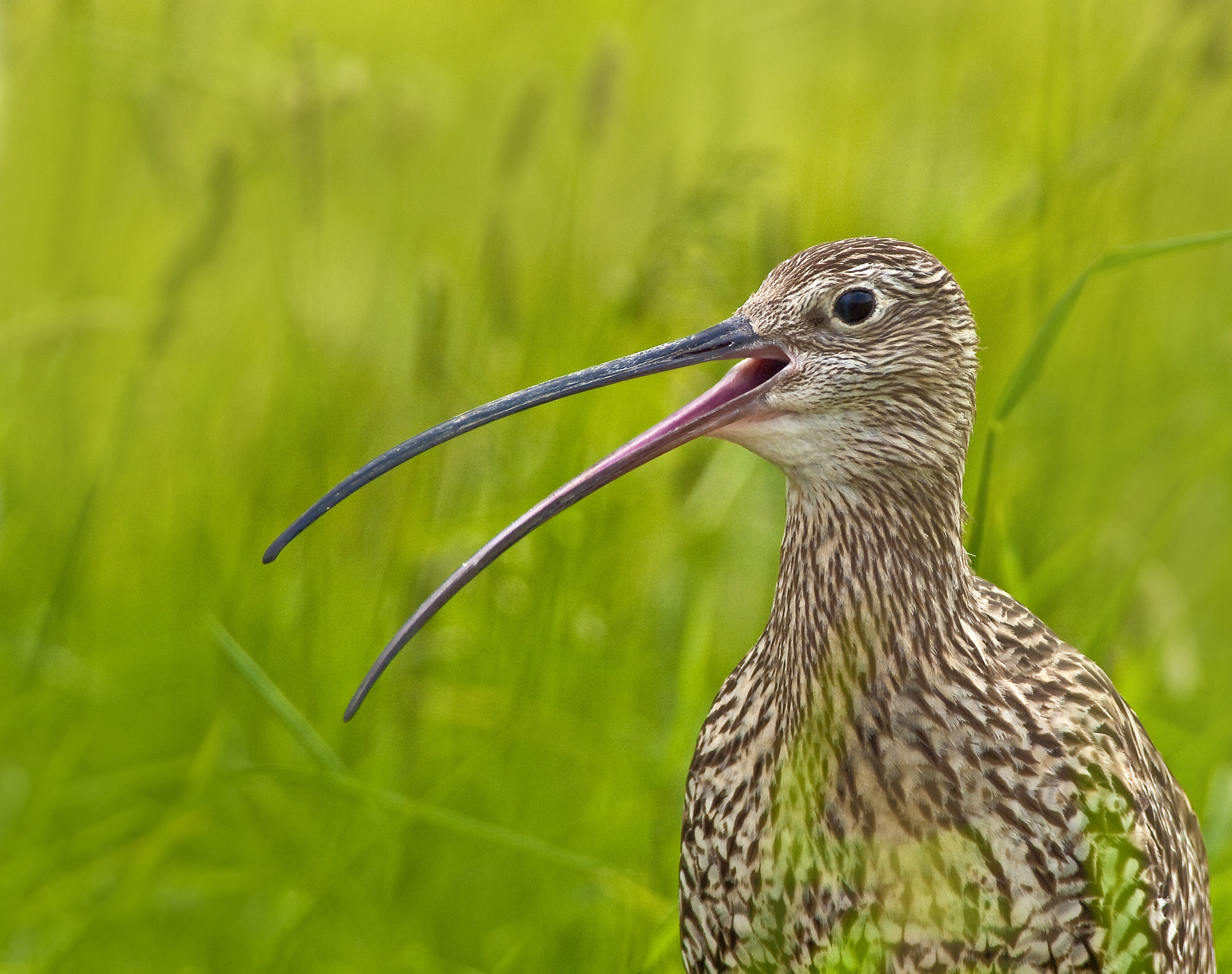Olympus E-30 sample photo. Curlew photography