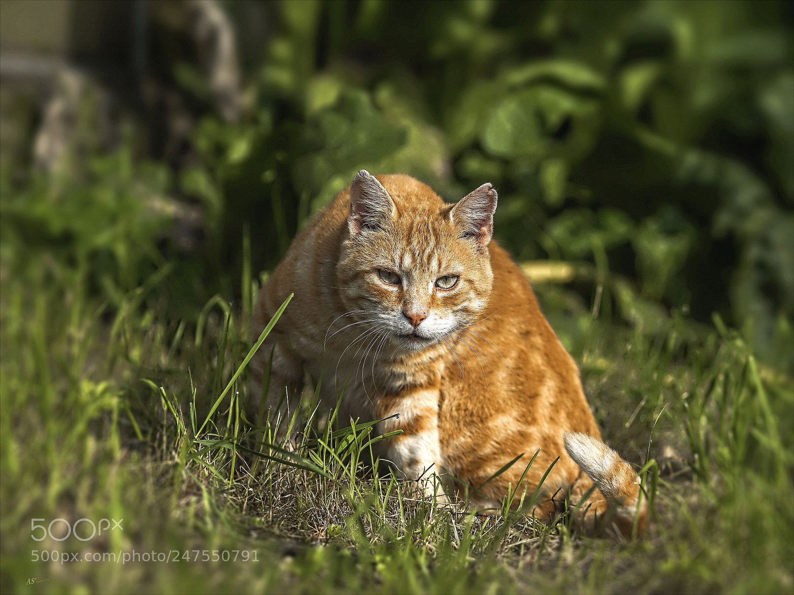 Olympus OM-D E-M1 sample photo. Felix- fully focused photography