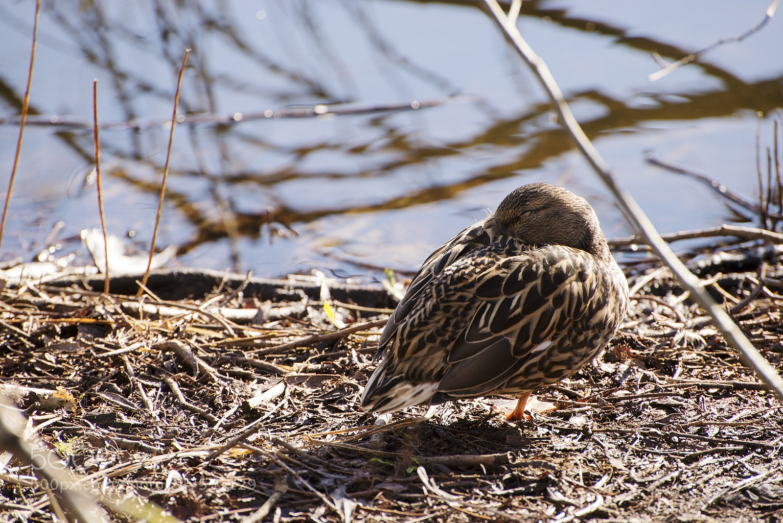 Nikon D600 sample photo. One legged sleeper! (1) photography