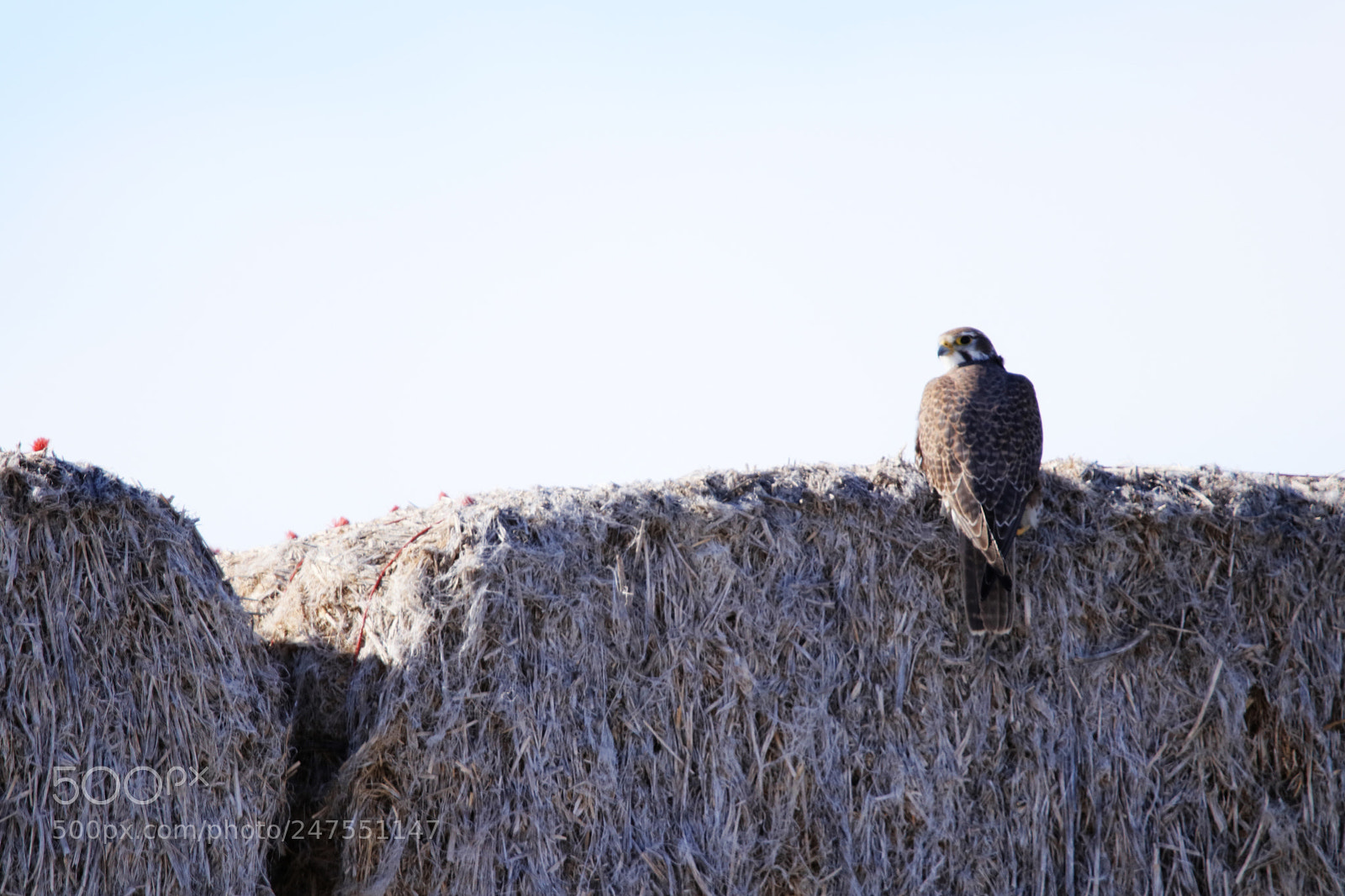 Canon EOS 80D sample photo. Prairie falcon photography