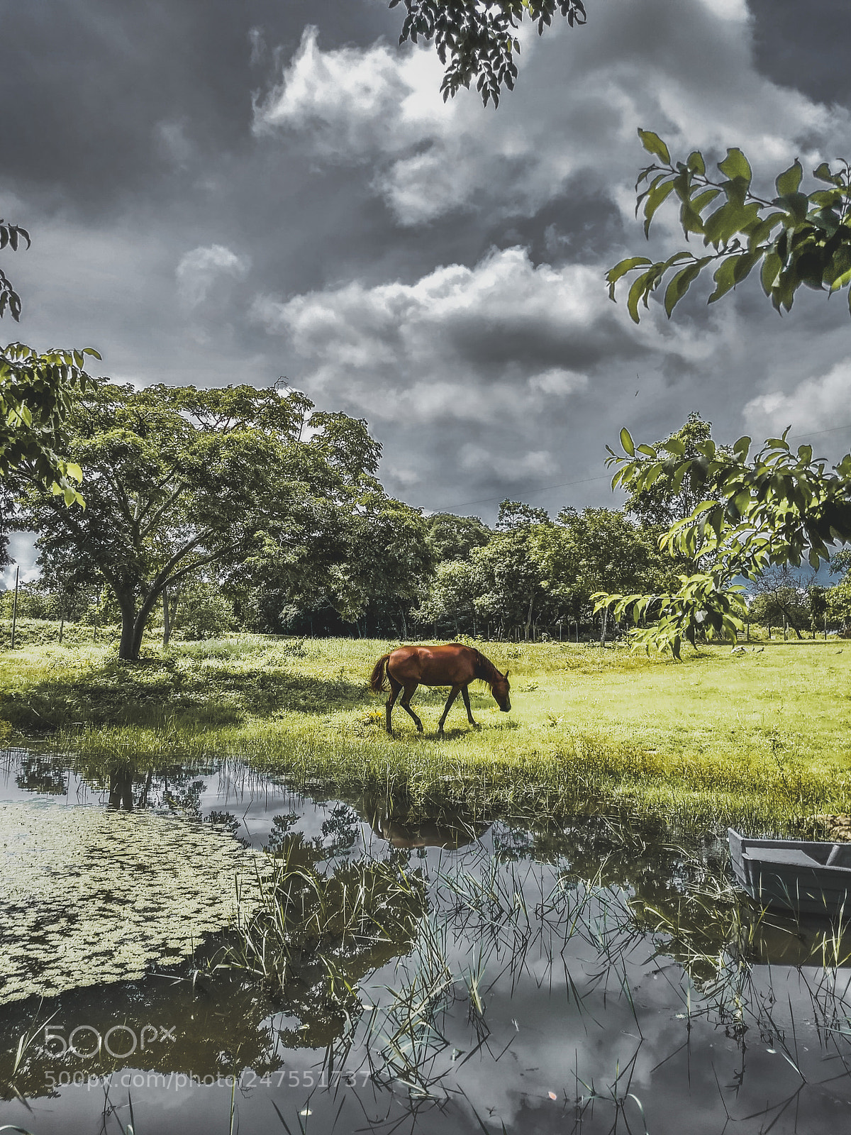Motorola Moto G (5) Plus sample photo. The lonely horse photography