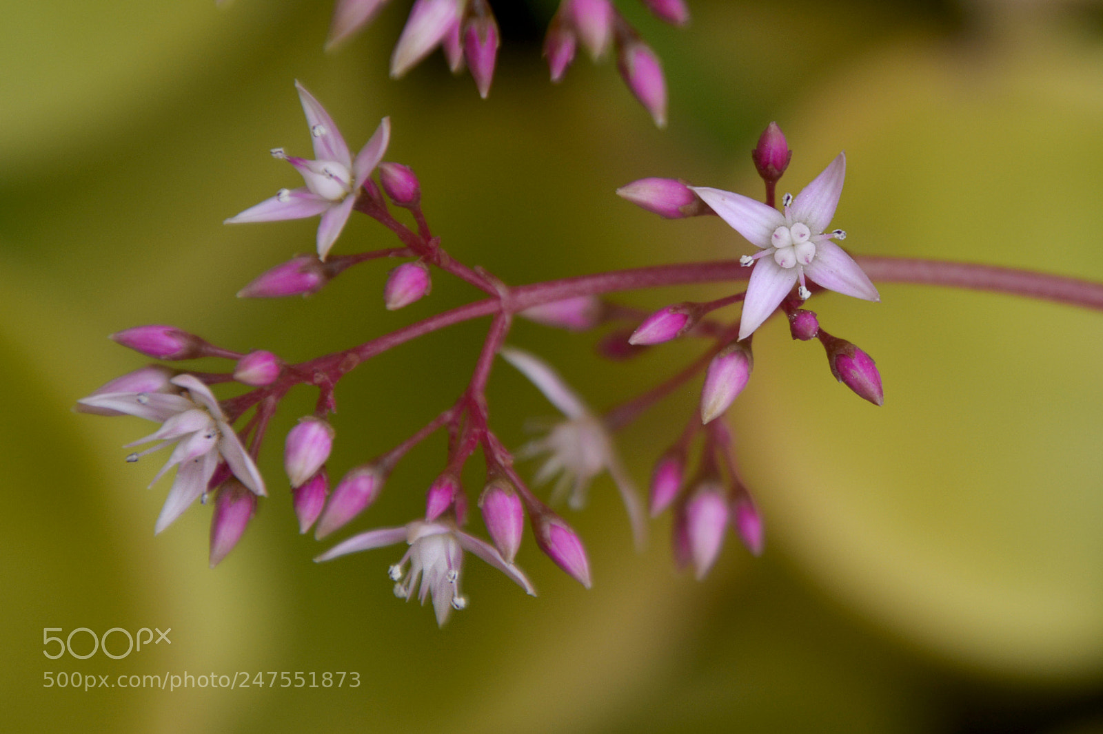 Nikon D5200 sample photo. The first little flowers photography