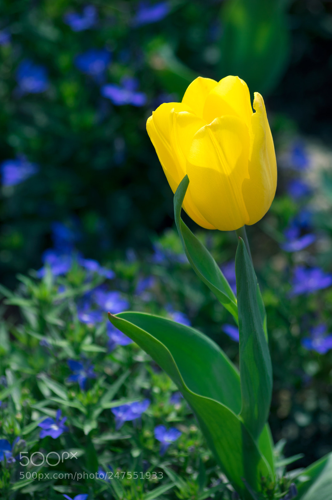 Pentax K-3 II sample photo. Flower photography