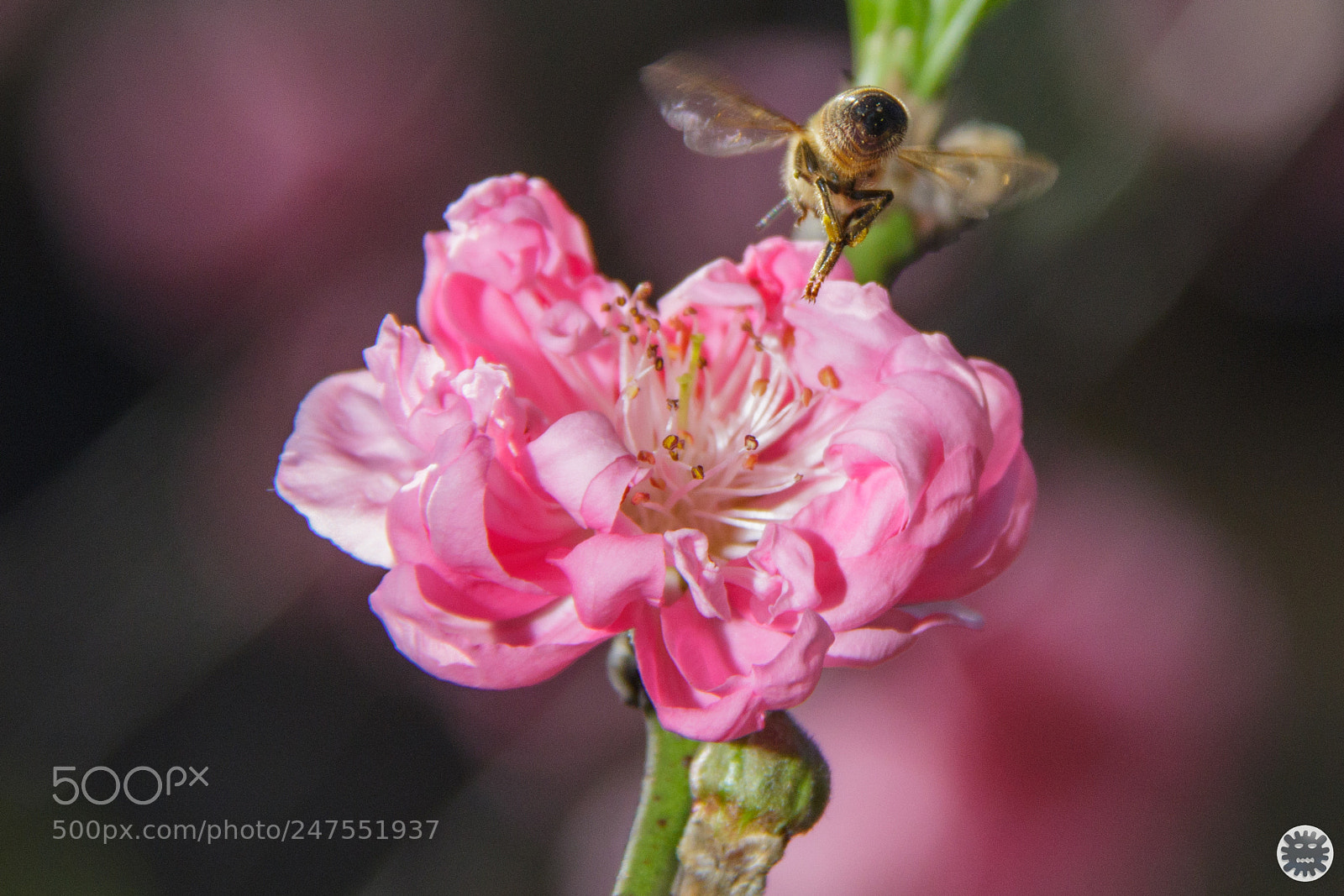 Canon EOS 7D Mark II sample photo. Untitled photography