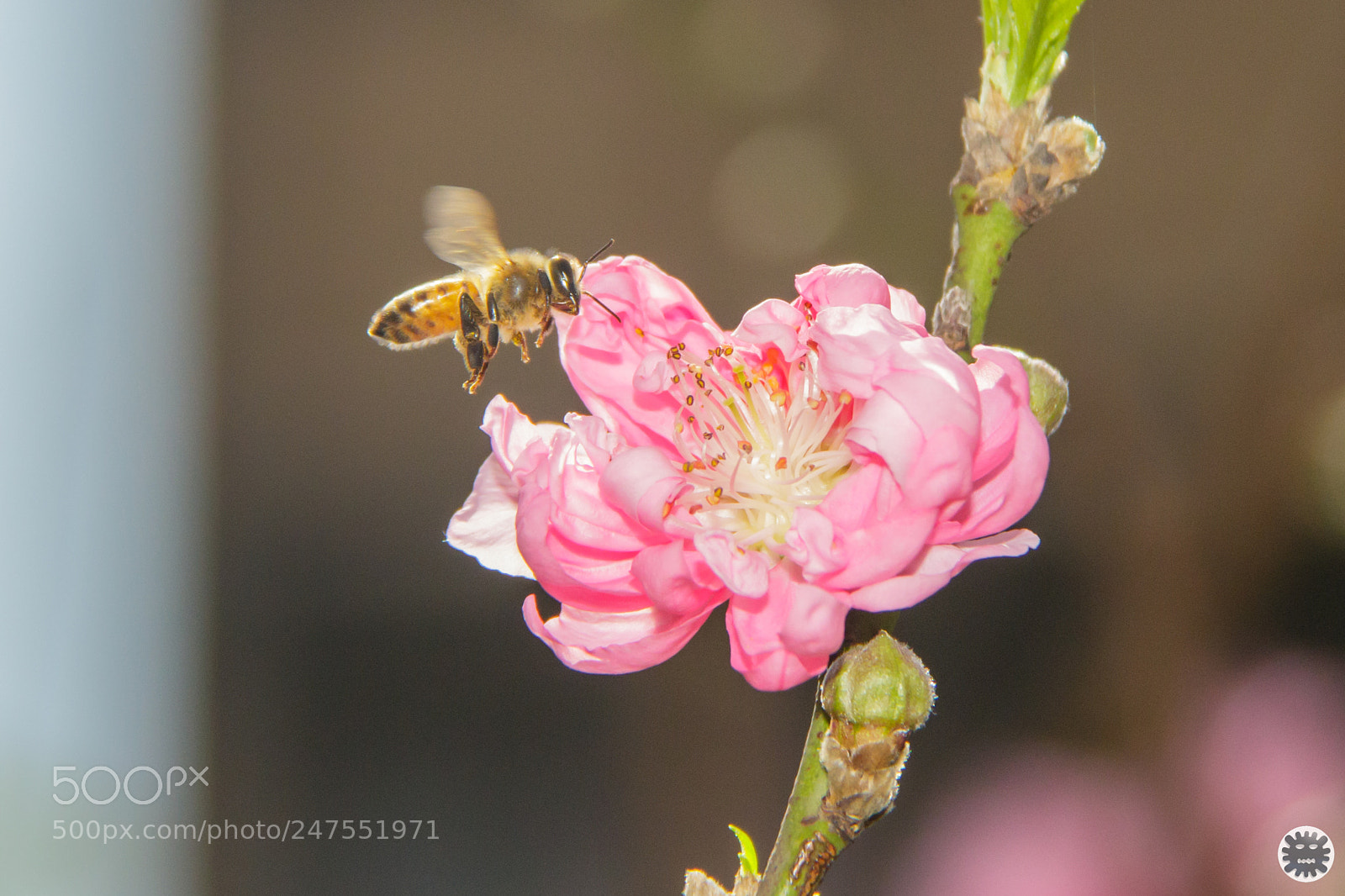 Canon EOS 7D Mark II sample photo. Untitled photography