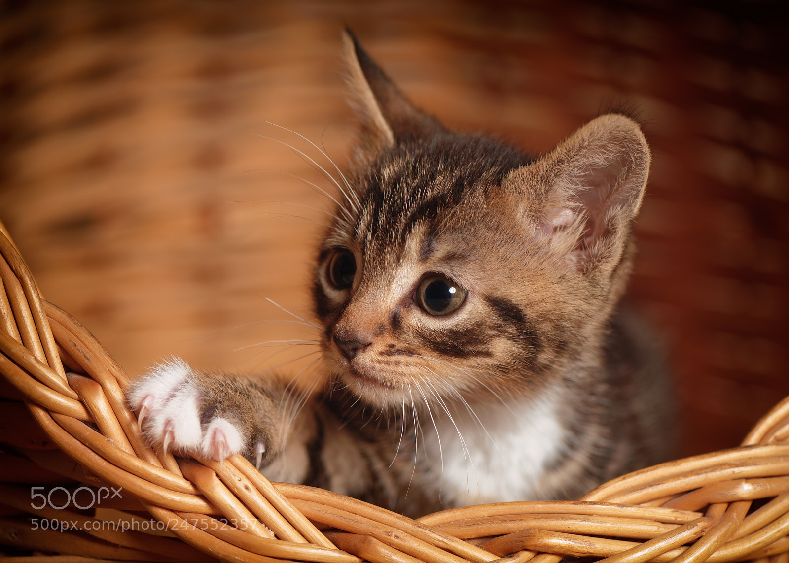 Nikon D810 sample photo. 'albi' photography