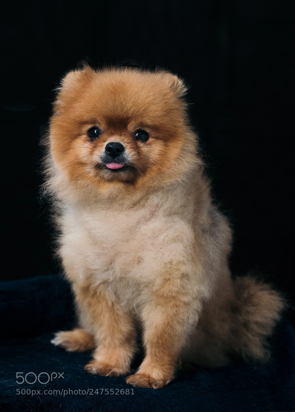 Nikon D810 sample photo. Lucksy dog photography