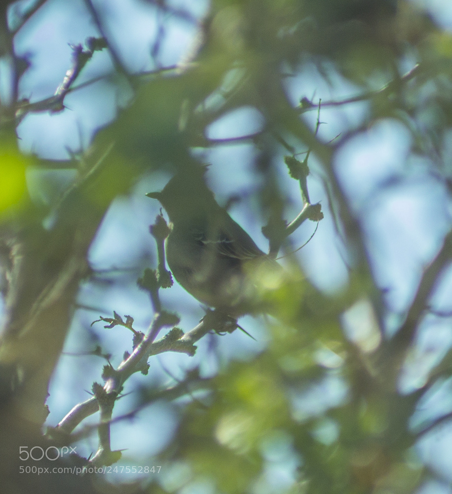 Canon EOS 600D (Rebel EOS T3i / EOS Kiss X5) sample photo. Bird on branch photography
