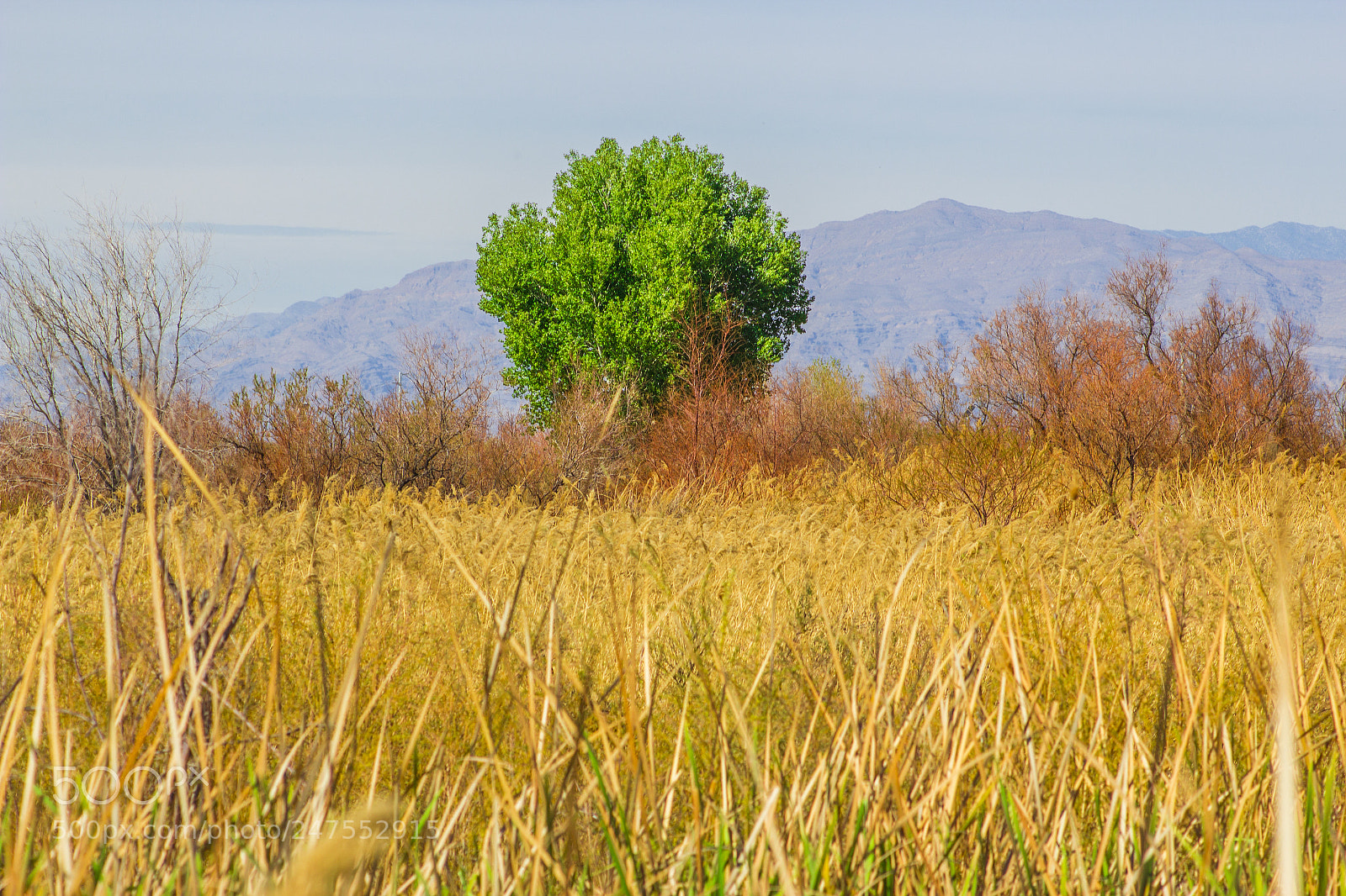 Canon EOS 600D (Rebel EOS T3i / EOS Kiss X5) sample photo. Lonely tree photography