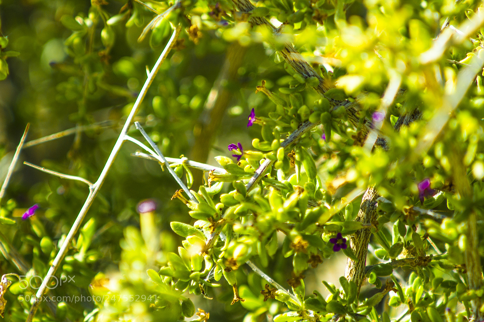 Canon EOS 600D (Rebel EOS T3i / EOS Kiss X5) sample photo. Flowers photography