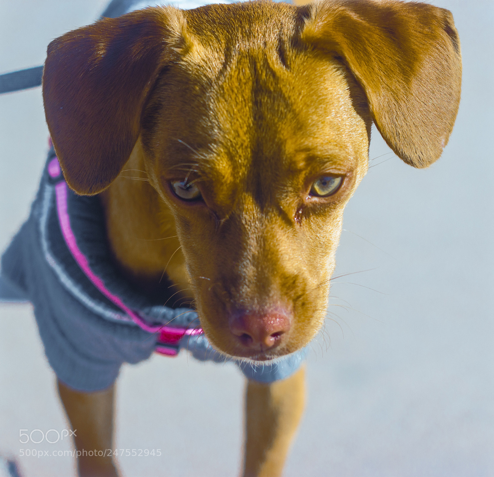 Canon EOS 600D (Rebel EOS T3i / EOS Kiss X5) sample photo. Lan is her name photography