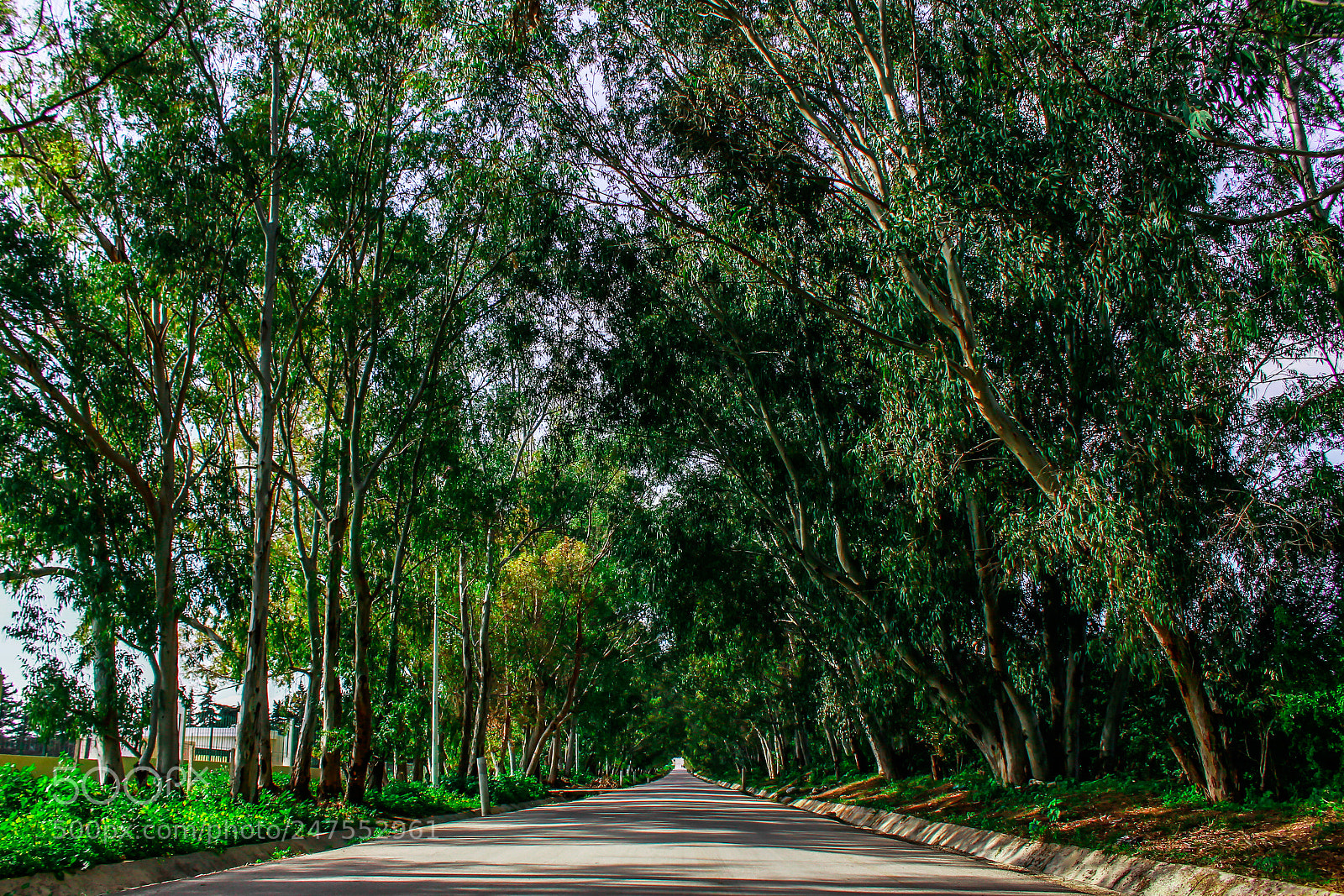 Canon EOS 60D sample photo. Road to heaven photography