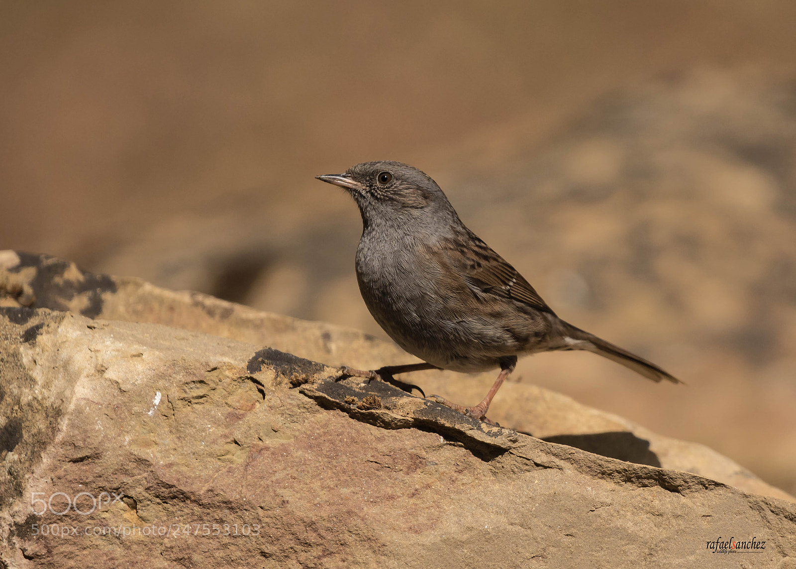 Canon EOS 7D Mark II sample photo. Acentor comun - dunnock photography