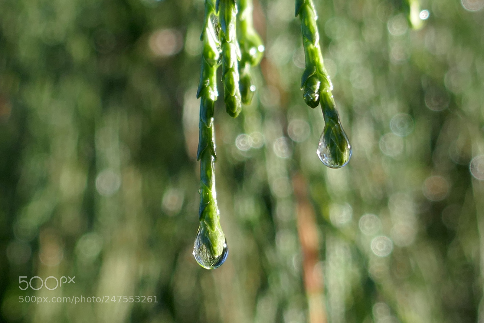 Panasonic Lumix DMC-ZS100 (Lumix DMC-TZ100) sample photo. Fir wth dew photography