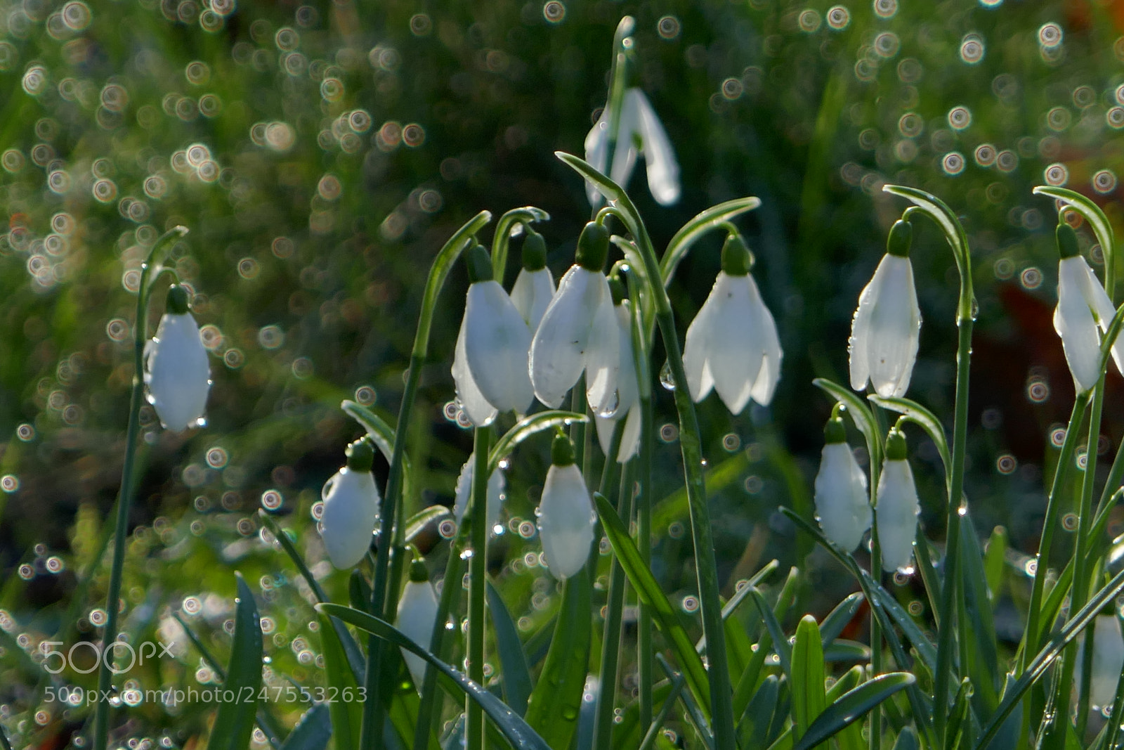 Panasonic Lumix DMC-ZS100 (Lumix DMC-TZ100) sample photo. Snowdrops with dew photography