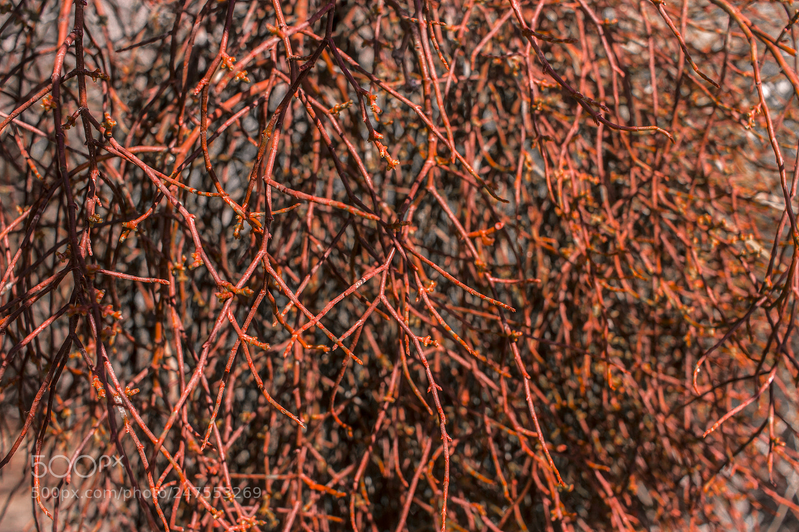 Canon EOS 600D (Rebel EOS T3i / EOS Kiss X5) sample photo. Red plant photography
