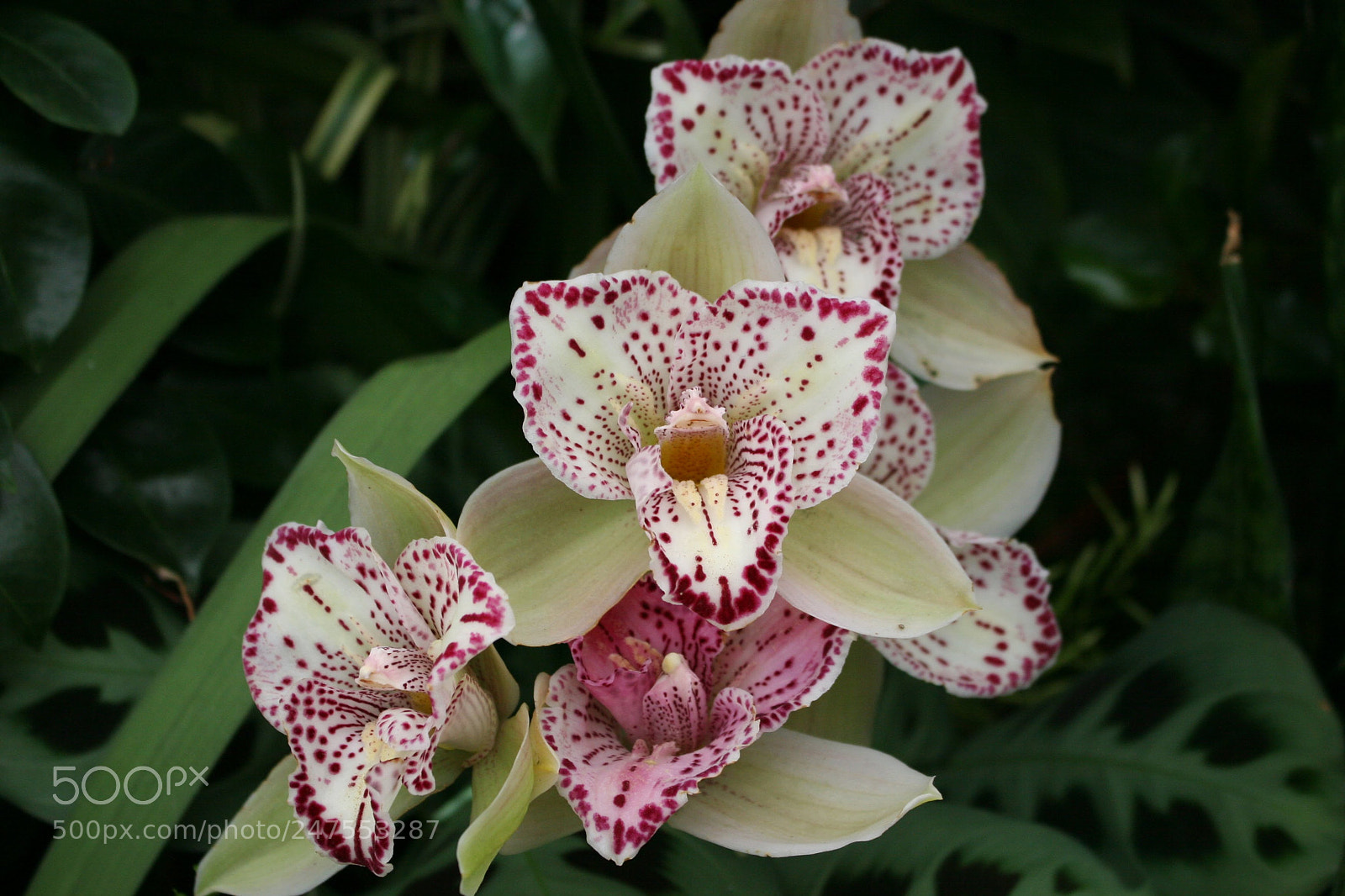 Canon EOS 20D sample photo. Orchids photography
