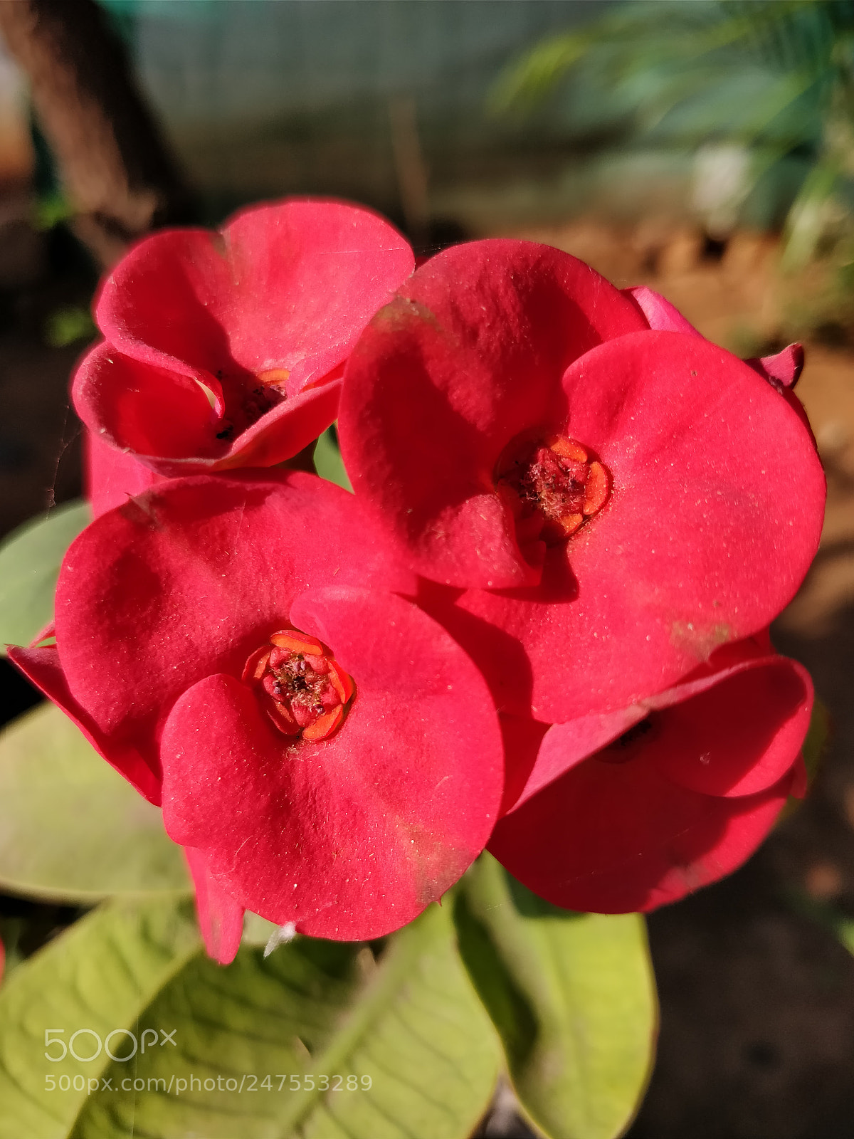 OnePlus 5T sample photo. Untitled photography