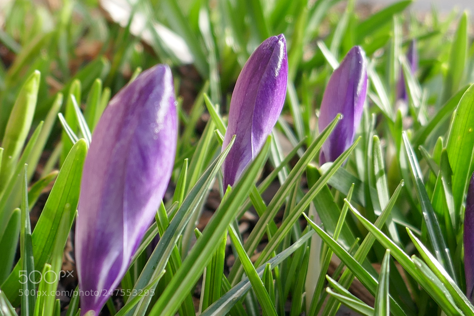 Panasonic Lumix DMC-ZS100 (Lumix DMC-TZ100) sample photo. City flowers photography