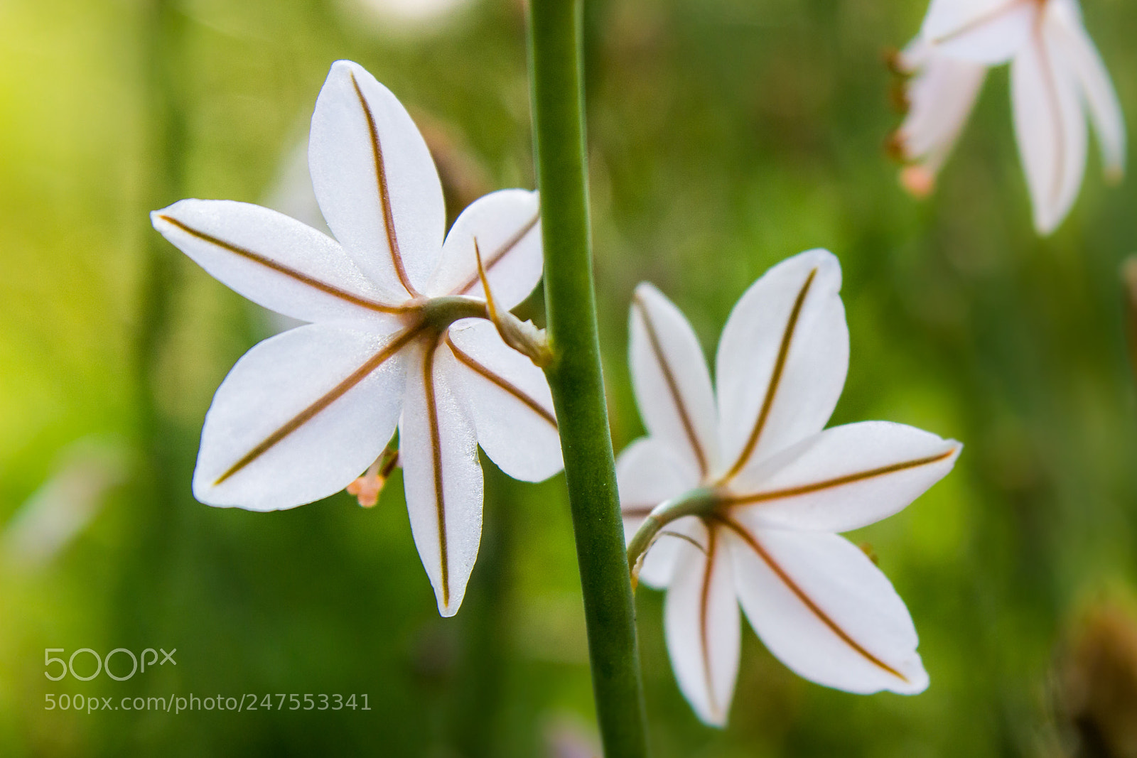 Canon EOS 600D (Rebel EOS T3i / EOS Kiss X5) sample photo. Pure petals disguising the photography