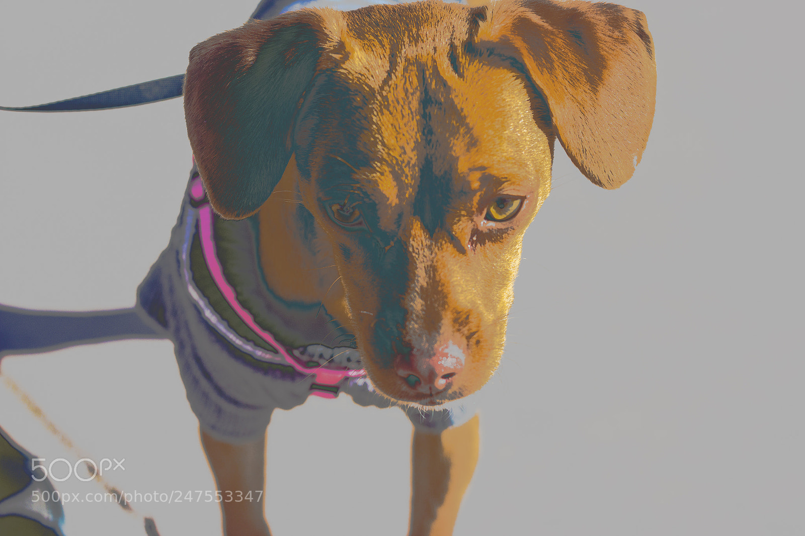 Canon EOS 600D (Rebel EOS T3i / EOS Kiss X5) sample photo. Retro puppy photography