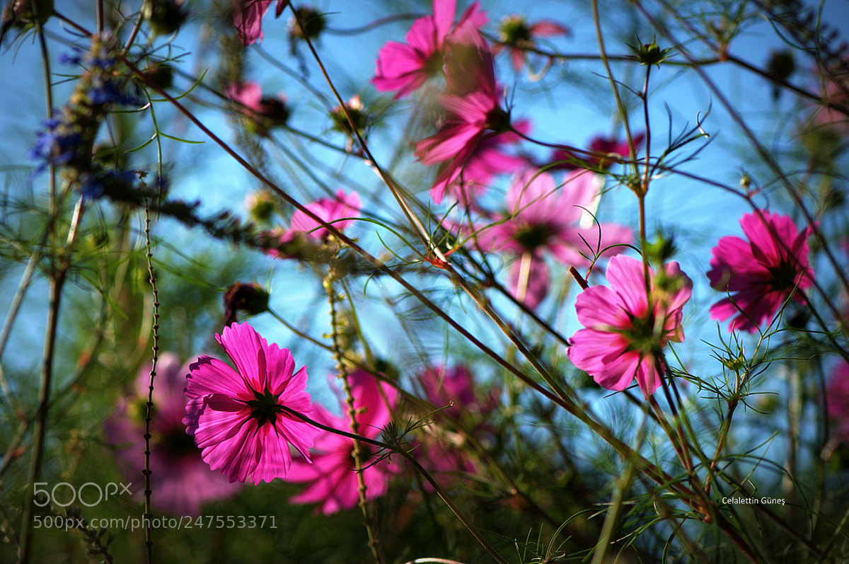 Nikon D300 sample photo. Colors photography