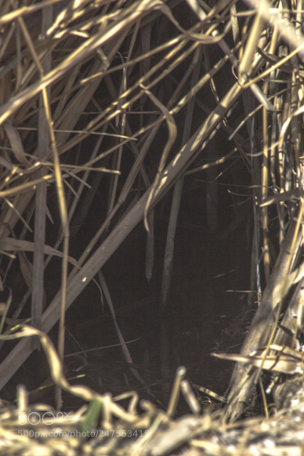 Canon EOS 600D (Rebel EOS T3i / EOS Kiss X5) sample photo. Small pond photography