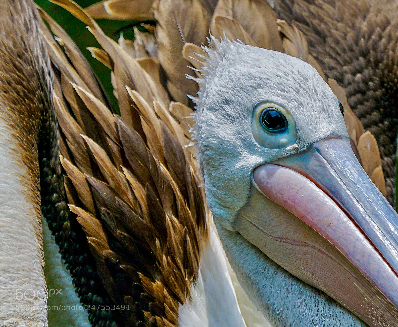 Sony a7R II sample photo. Pelican photography