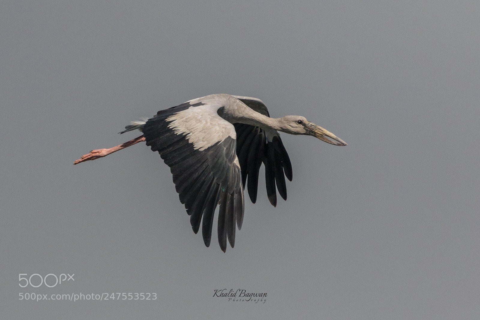 Canon EOS 7D Mark II sample photo. Asian openbill stork photography