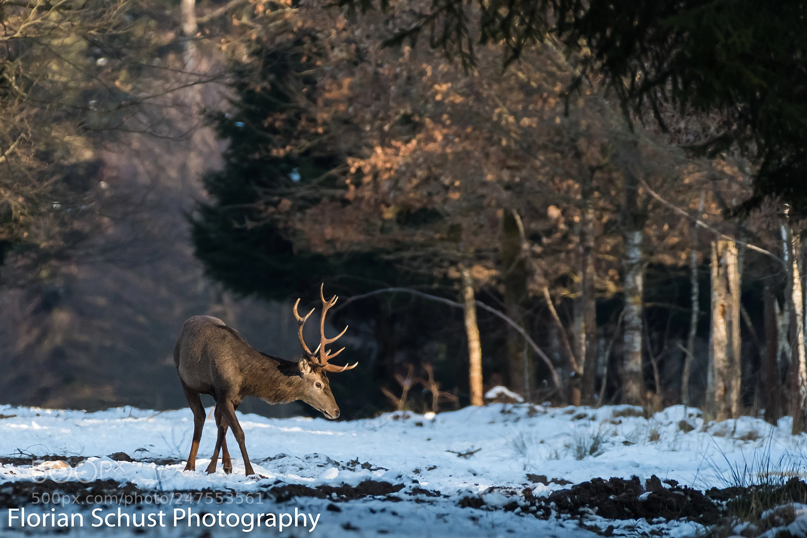 Nikon D500 sample photo. Red deer photography
