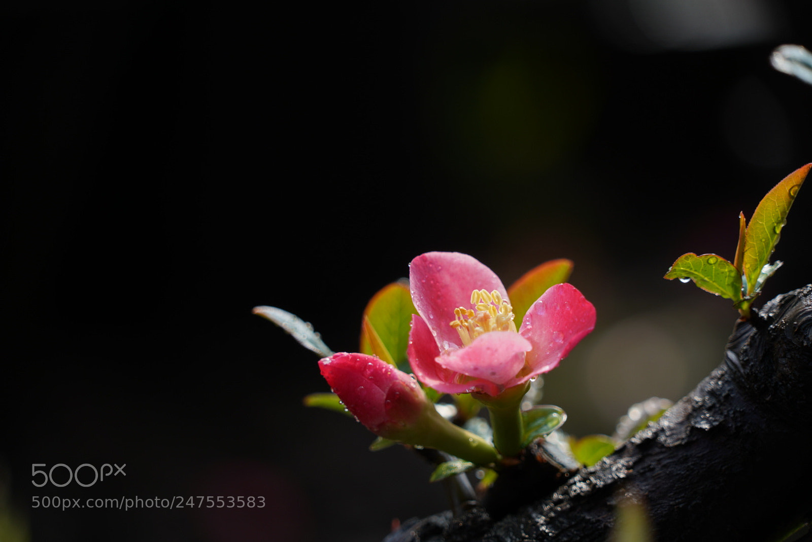 Sony a7R III sample photo. 海棠 photography