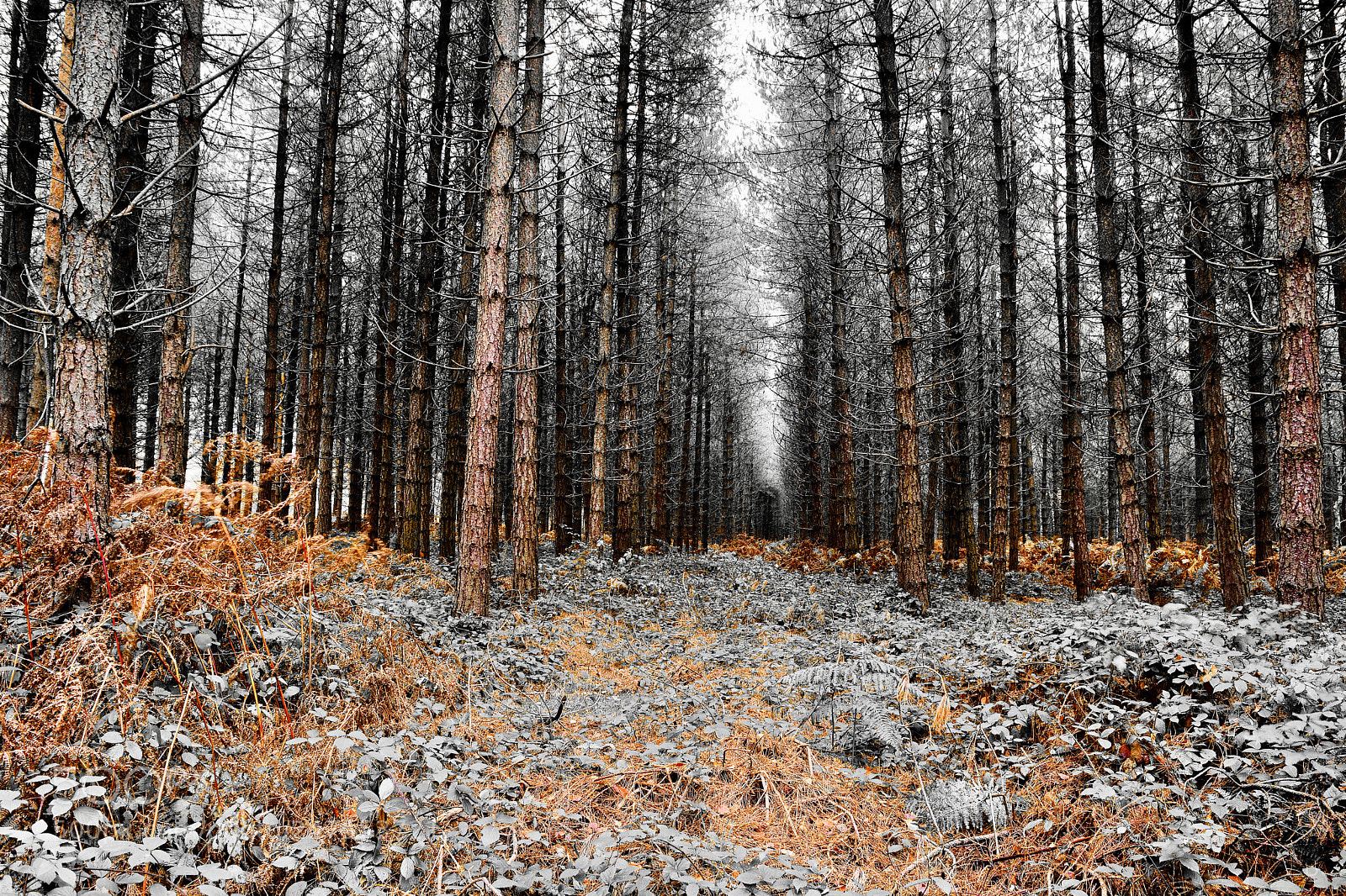Nikon D5200 sample photo. Into the dark woods photography