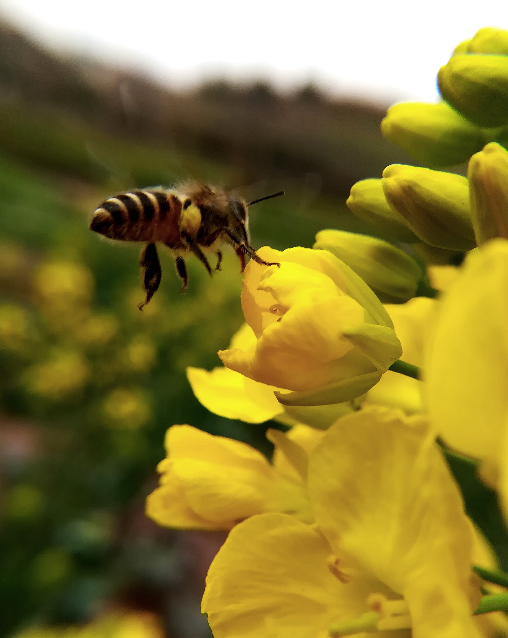 HUAWEI c??Eu?s 6X sample photo