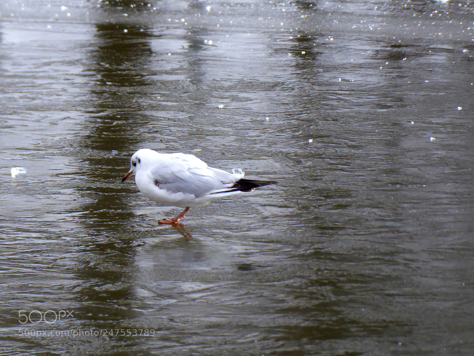 Panasonic DMC-TZ71 sample photo. Ice_bird photography