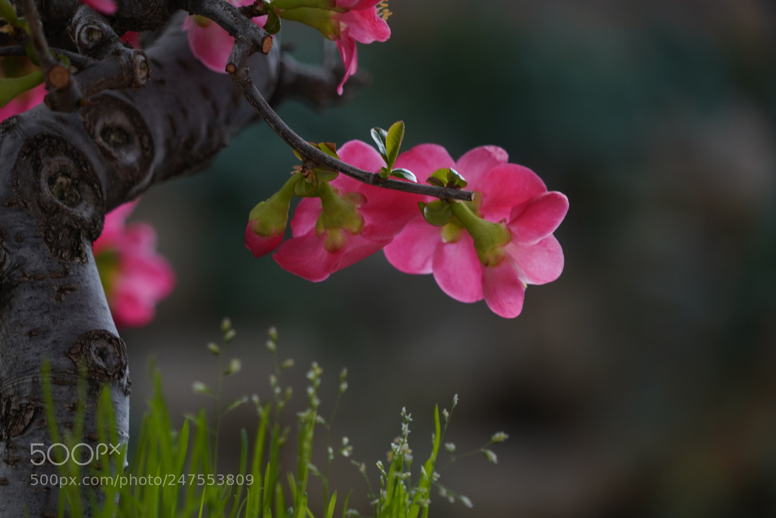 Sony a7R III sample photo. 海棠 photography