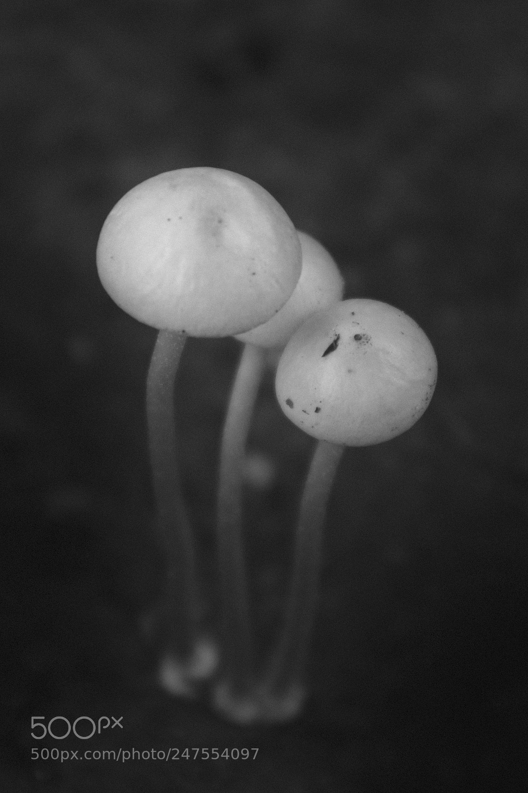 Canon EOS M10 sample photo. Mushroom photography