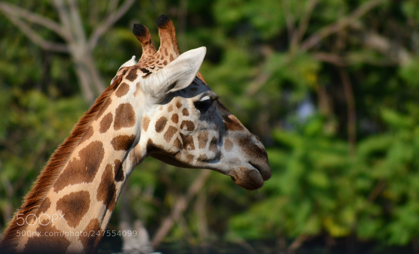 Nikon D3100 sample photo. Hey longneck photography