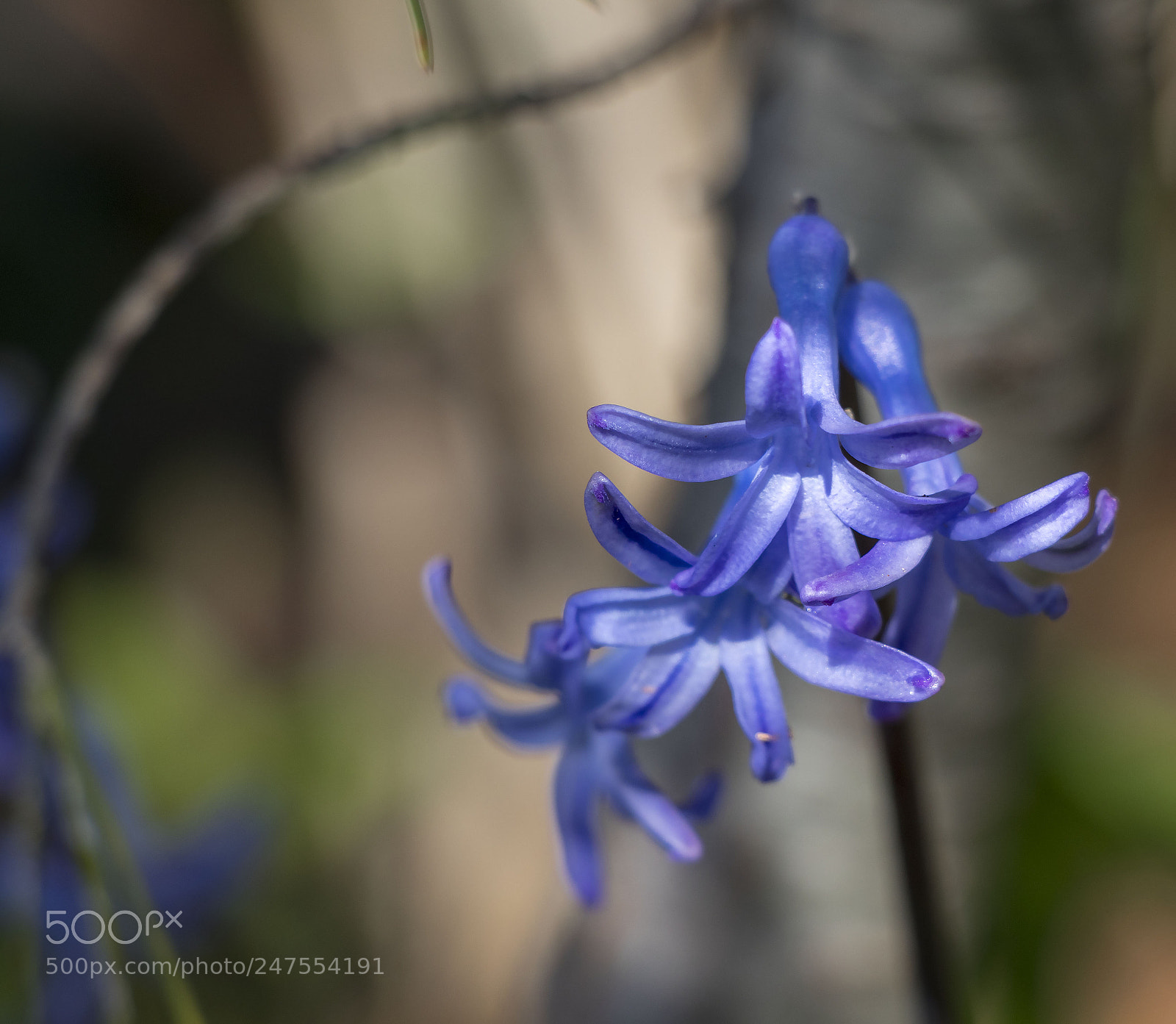Canon EOS 77D (EOS 9000D / EOS 770D) sample photo. Sümbül photography