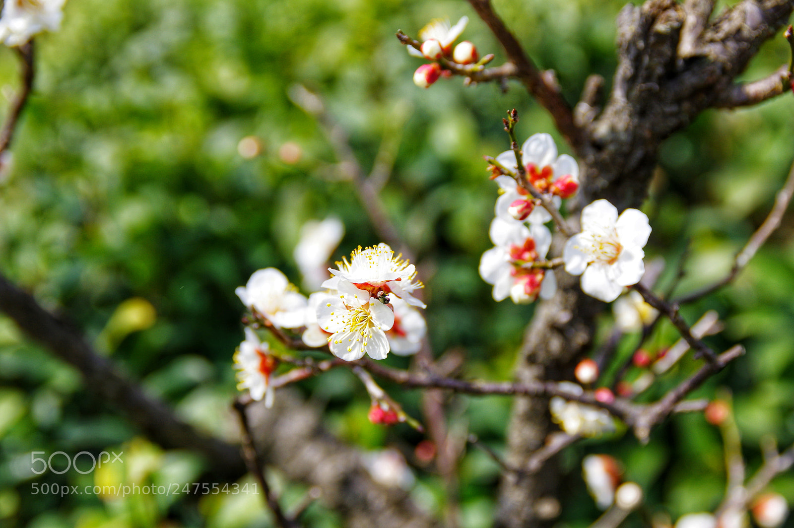 Pentax K-3 II sample photo. Untitled photography