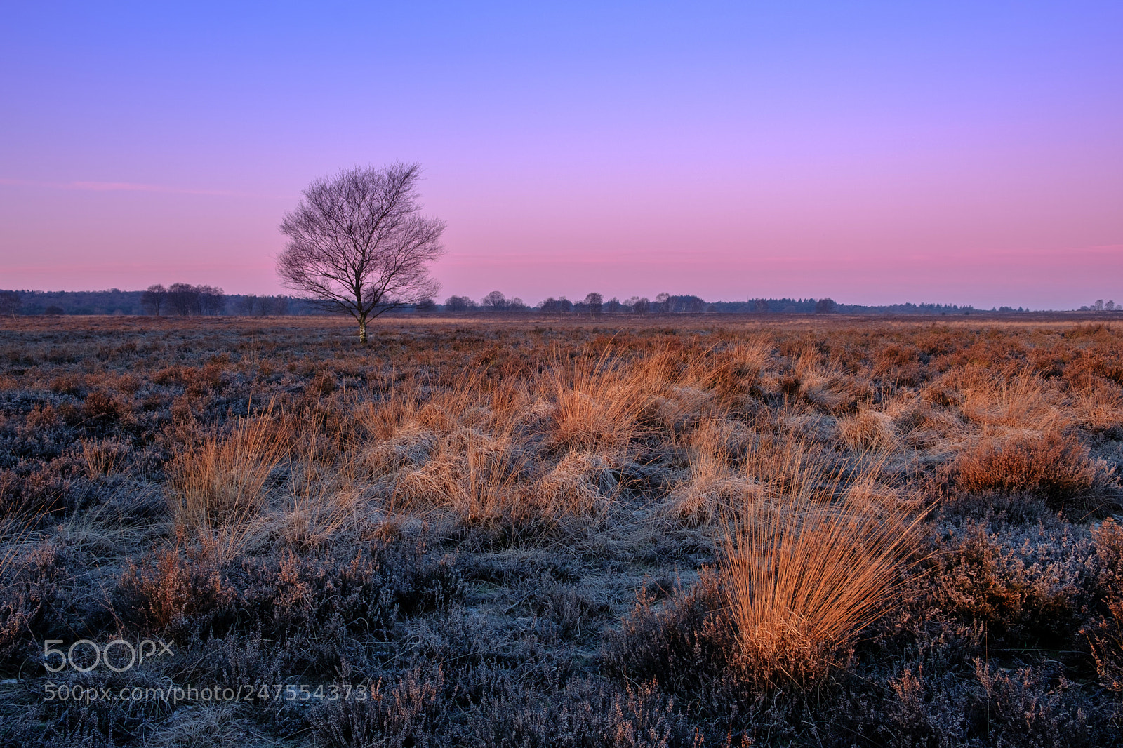 Fujifilm X-T2 sample photo. Ginkelse heide photography