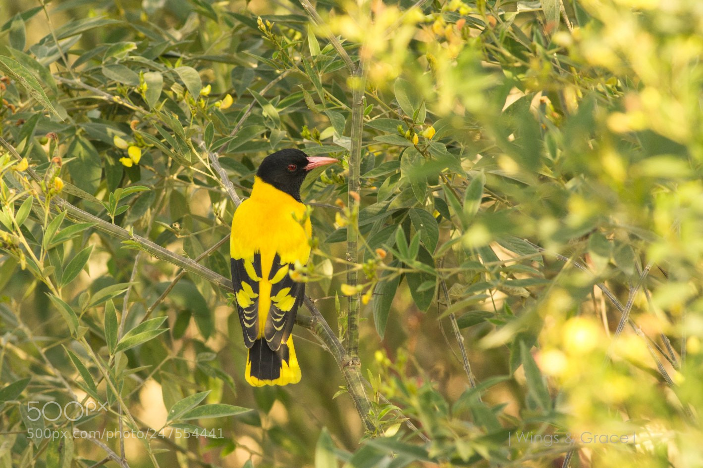 Canon EOS 550D (EOS Rebel T2i / EOS Kiss X4) sample photo. Black hooded oriole photography