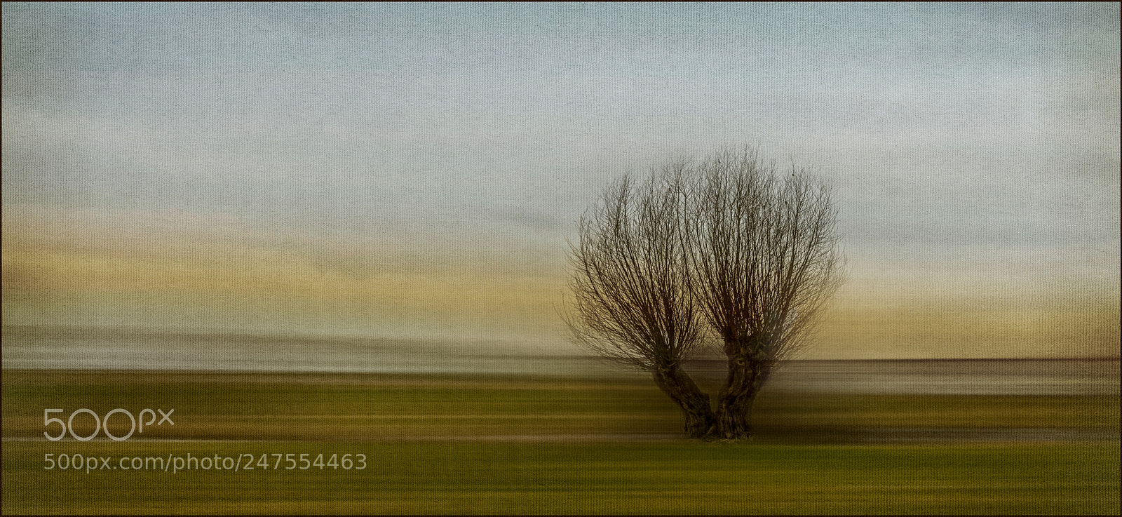 Canon EOS 60D sample photo. Willow in art painting photography