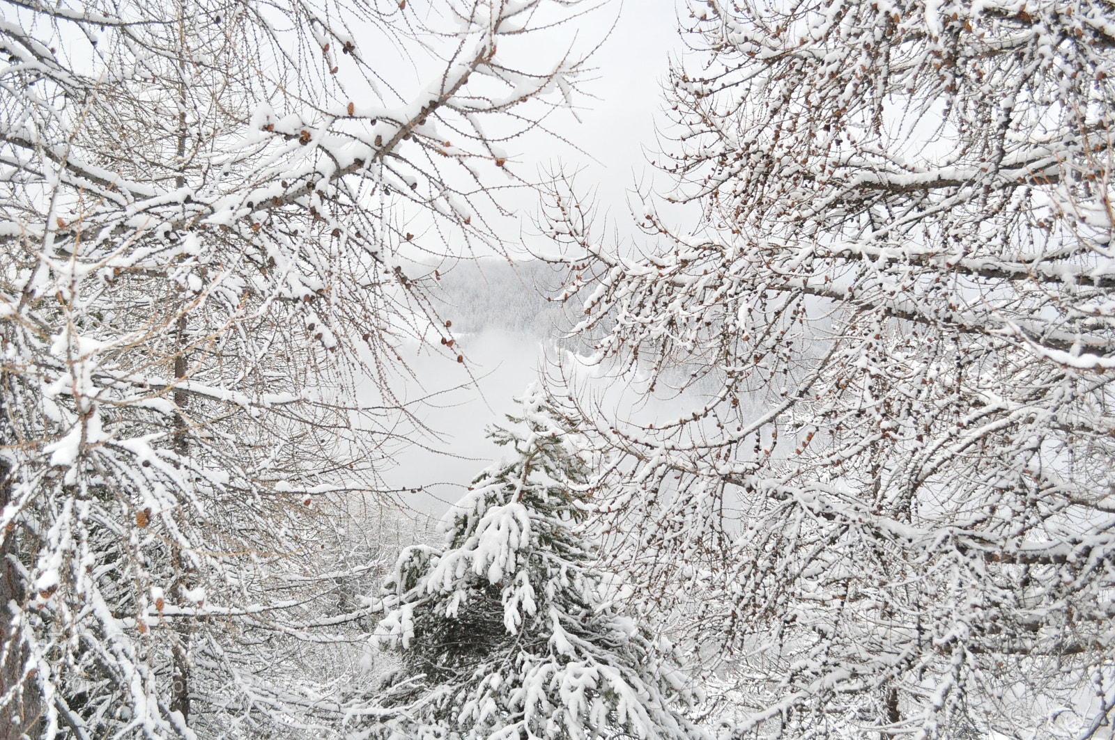 Nikon D5000 sample photo. Snowy day photography