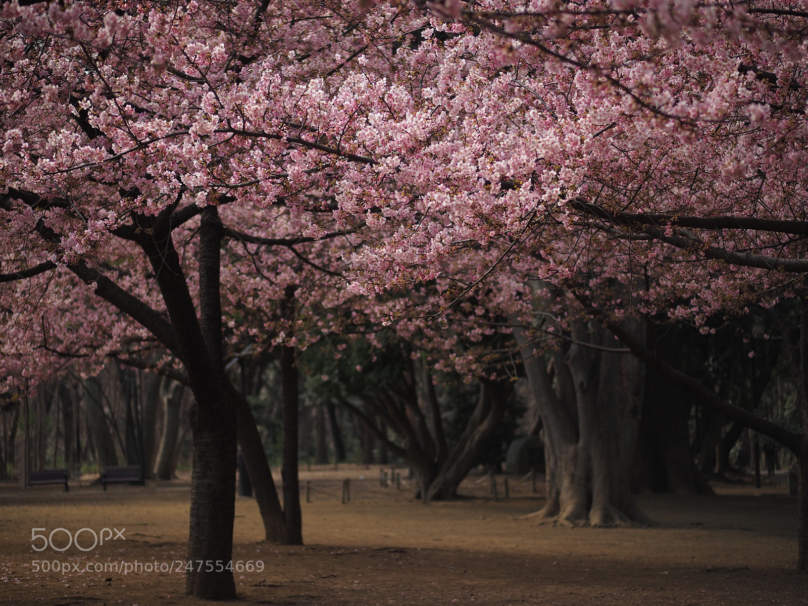 Olympus OM-D E-M10 II sample photo. Sakura forest  photography
