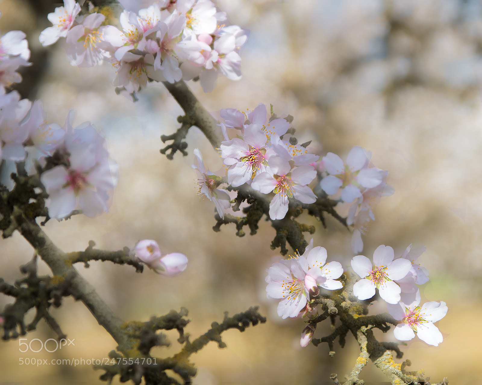 Nikon D850 sample photo. Nonpareil photography