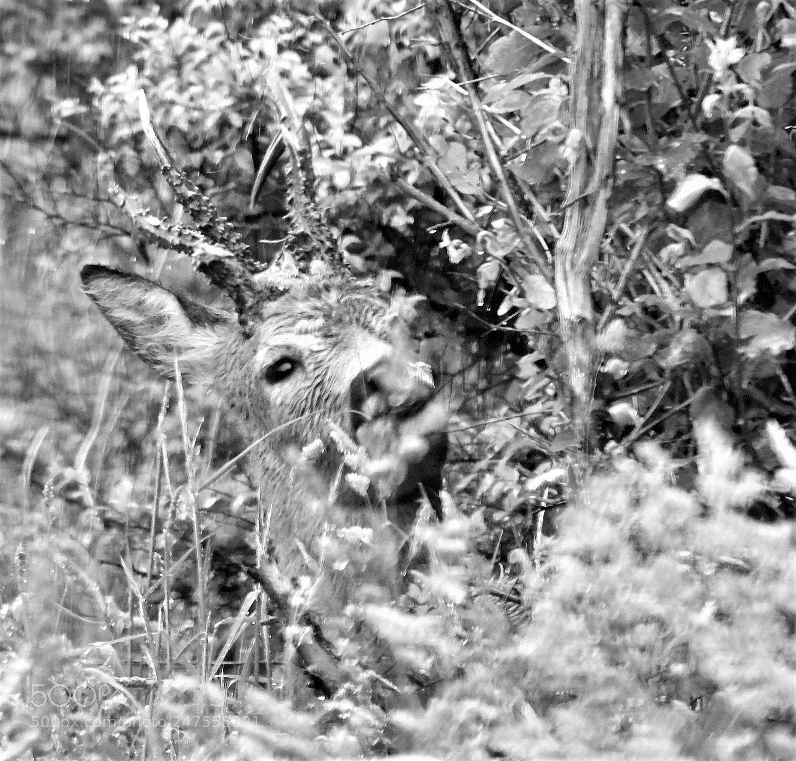 Fujifilm X-M1 sample photo. Young deer photography