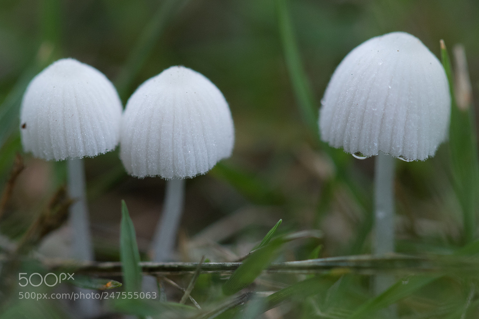 Canon EOS 7D Mark II sample photo. Mushrooms love story photography