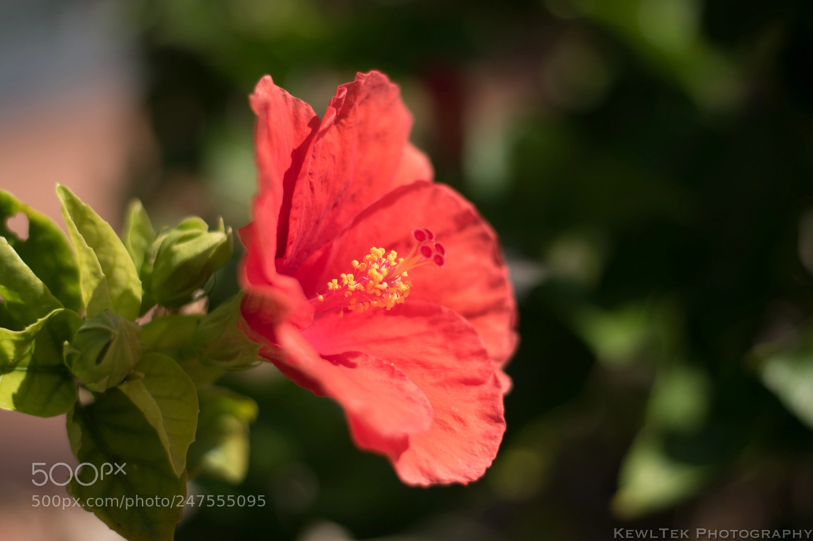 Nikon D5600 sample photo. Red flower photography