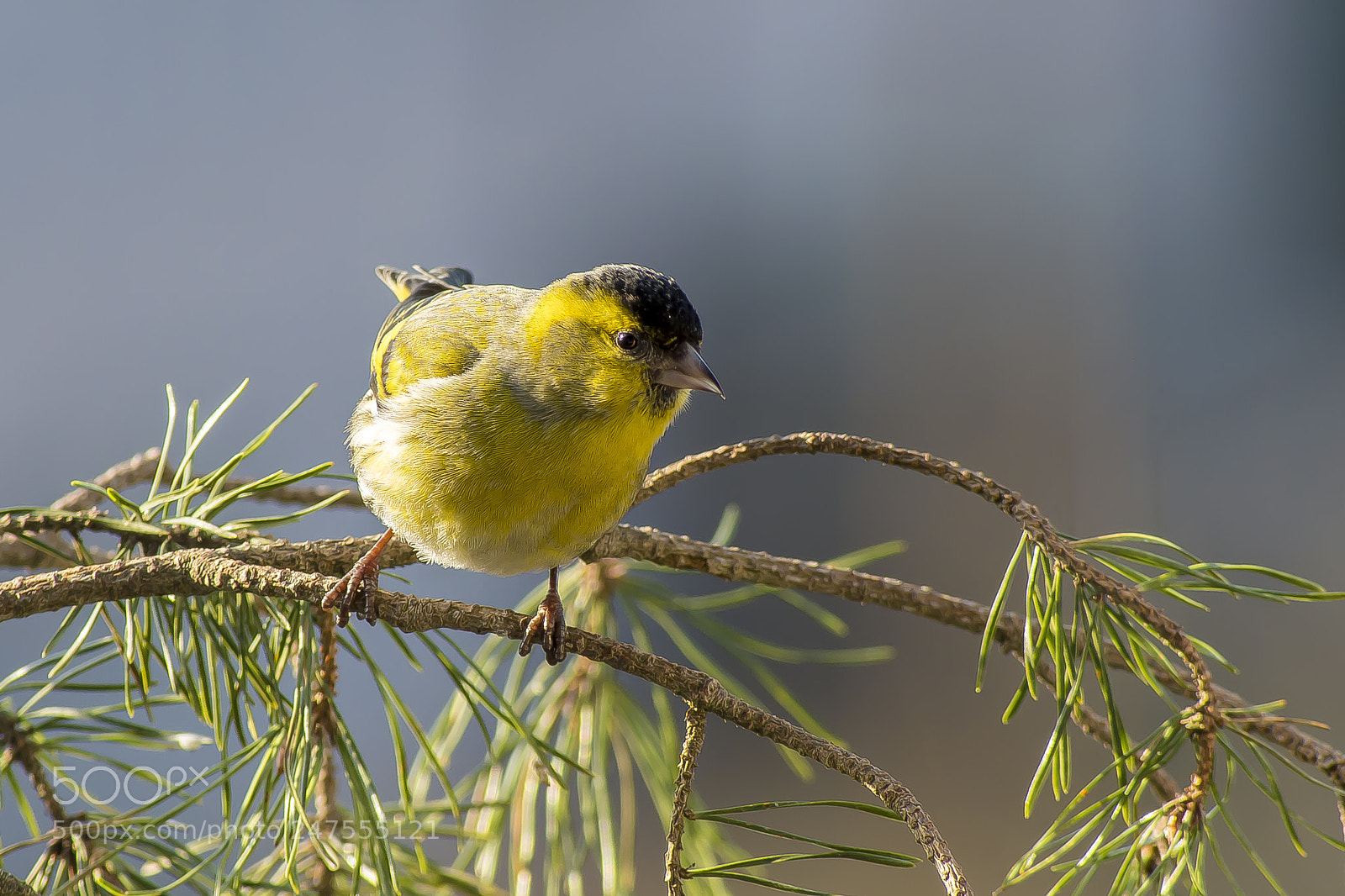 Pentax KP sample photo. Eurasian siskin photography