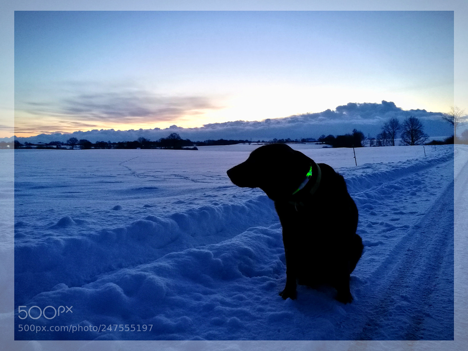 HUAWEI P9 sample photo. Lab in the snow photography